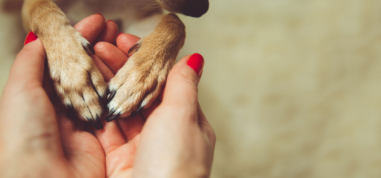 TRAVEL WITH YOUR FOUR-LEGGED FRIEND FURRY GUESTS CAN FEEL AT HOME AT OUR PET-FRIENDLY HOTEL